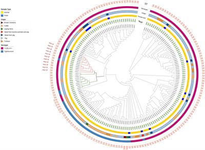 Emergence of IncHI2 Plasmids With Mobilized Colistin Resistance (mcr)-9 Gene in ESBL-Producing, Multidrug-Resistant Salmonella Typhimurium and Its Monophasic Variant ST34 From Food-Producing Animals in Italy